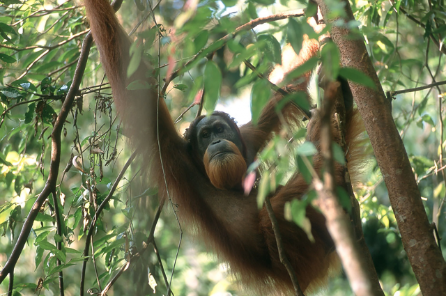 Sumatran orangutan-Credit- Serge Wich.png